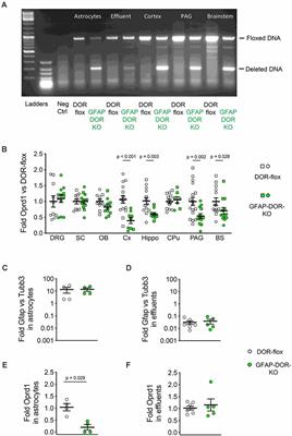 Delta Opioid Receptor in Astrocytes Contributes to Neuropathic Cold Pain and Analgesic Tolerance in Female Mice